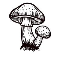 Hand drawn illustration of two wild mushrooms with textured caps and stems, detailed sketch on white background vector