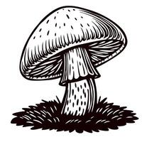 Hand drawn mushroom illustration with detailed cap and stem on grass isolated on white background vector