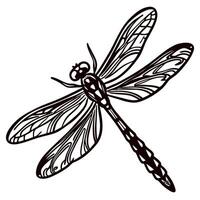 Intricate hand drawn dragonfly with detailed wings and segmented body isolated on white background illustration vector
