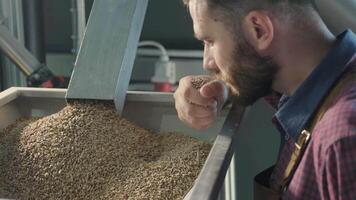Brewer checking grains with focused expression in factory video
