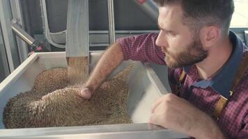 Worker manually inspecting malt grains in a large container video
