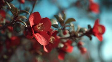 Crisp bloom image in nature setting photo