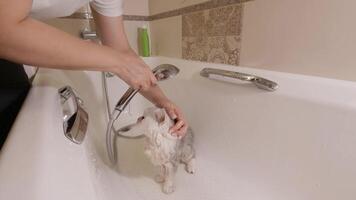 Cats bath time adventure, playful kittens first water experience video