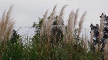 Ornamental white pampas grass plumes softly waving in the breeze, creating a tranquil atmosphere in a peaceful park setting, with green trees in the background under a cloudy sky video