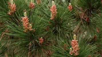 Close up revealing vibrant green pine tree branches displaying delicate pink cones, illuminating natural growth and serene park environment with intricate botanical details video