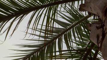 Green palm tree fronds waving gently against cloudy sky, capturing tranquil tropical landscape from low perspective with sunlight filtering through vibrant foliage video