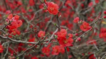 Beautiful red flowers of Chaenomeles japonica, commonly known as Japanese quince or Maule's quince, blooming on a shrub in a park during springtime video
