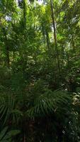 Tranquil FPV drone flight through dense tropical jungle in Thailand, with lush green plants and sunlight filtering through the canopy. video