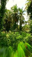 Smooth FPV drone flight through dense tropical jungle with palm trees and vibrant greenery. Immersive view of exotic rainforest landscape in Thailand. video