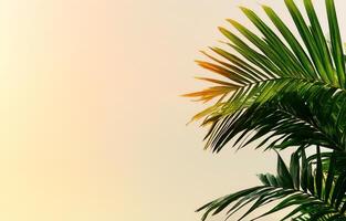 Palm Leaves Silhouetted Against a Colorful Sunset Sky in Tropical Location photo