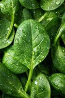 Fresh Spinach Leaves Glistening With Water Droplets After Being Washed Recently. photo