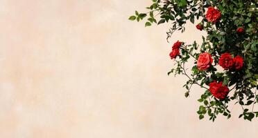 Bright Red Roses Contrast Beautifully Against a Soft Beige Background in a Serene Setting photo