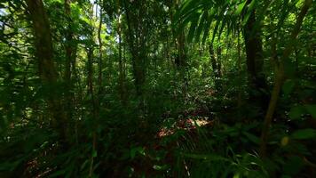 Tranquil FPV drone flight through dense tropical jungle with lush green plants and sunlight filtering through the canopy. Shot in Southeast Asia rainforest. video