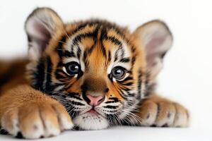 Close up of a Young Tiger With Vivid Fur Details Against a Plain Background. photo