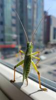 Grasshopper on Window Ledge Overlooking a Busy City Street During a Sunny Day photo