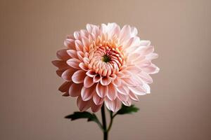 Delicate Peach Flower With Intricate Petals Against a Soft Background in a Serene Setting. photo