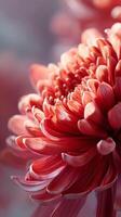 Beautiful Red Chrysanthemum Blooming in Soft Light During Spring Season photo