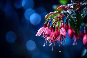 Bright Fuchsia Flowers With Raindrops Against a Blurred Blue Background in a Garden During Early Morning photo
