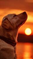Golden Retriever Looking at Sunset by the Water During Evening photo