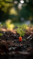 Carrot Sprouting in Soil Under Warm Sunlight in a Garden During Late Afternoon photo