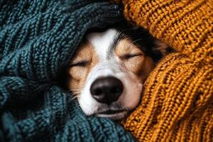 Dog Sleeps Peacefully Wrapped in Cozy Knitted Blankets at Home During the Afternoon photo