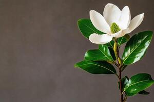 Beautiful Magnolia Flower Blooming Against a Soft Beige Background in a Serene Indoor Setting. photo