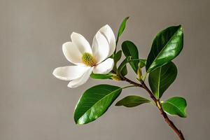 Fresh Magnolia Flower With Green Leaves on a Neutral Background Perfect for Floral Arrangements. photo