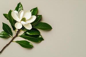 Fresh Magnolia Flower With Green Leaves on a Neutral Background Perfect for Floral Arrangements photo