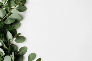 Lush Green Eucalyptus Leaves Arranged Artistically on a Clean White Background for a Fresh Aesthetic. photo