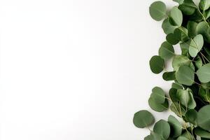 Green Eucalyptus Leaves Arranged on a White Surface for a Fresh and Natural Look photo