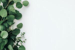Lush Green Eucalyptus Leaves Arranged Artistically on a Clean White Background for a Fresh Aesthetic photo