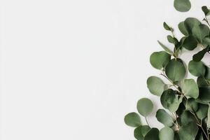 Green Eucalyptus Leaves Arranged on a White Surface for a Fresh and Natural Look. photo