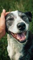 Happy Dog Enjoying Affection in a Grassy Field on a Sunny Day With a Joyful Expression photo