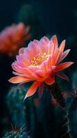 Vibrant Orange Cactus Flower Blooms Against a Dark Background in a Desert Habitat. photo