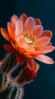 Vibrant Orange Cactus Flower Blooms Against a Dark Background in a Desert Habitat photo