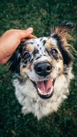 Happy Dog Enjoying Affection in a Grassy Field on a Sunny Day With a Joyful Expression. photo