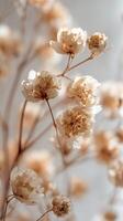 Dried Flowers in Soft Light Create a Serene Atmosphere in Interior Decor. photo