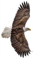 Majestic Bald Eagle Soaring in the Sky Against a White Background. photo