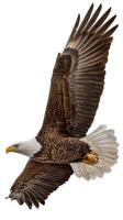 Majestic Bald Eagle Soaring in the Sky Against a White Background photo