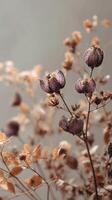 Unique Dried Seed Pods Showcasing Varying Colors and Textures on a Natural Background. photo