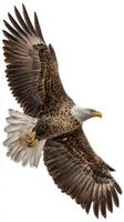 Majestic Bald Eagle Soaring in the Sky With Outstretched Wings During Bright Daylight photo