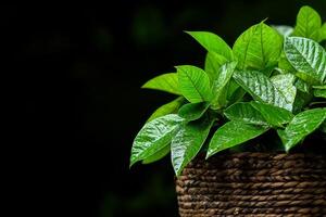 Indoor Plant With Vibrant Green Leaves in a Woven Basket on a Dark Background in a Cozy Room. photo