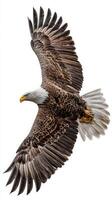 Majestic Bald Eagle Soaring in the Sky With Outstretched Wings During Bright Daylight. photo