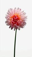 Beautiful Blooming Dahlia Flower With Soft Pink Petals and Green Leaves Captured in Natural Light. photo