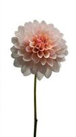 Beautiful Dahlia Flower in Soft Pink Color With Delicate Petals on a Slender Stem photo