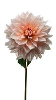 Beautiful Dahlia Flower in Soft Pink Color With Delicate Petals on a Slender Stem. photo