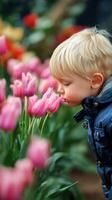 Child Enjoys the Fragrance of Pink Tulips in a Vibrant Garden During Springtime. photo