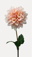 Beautiful Blooming Dahlia Flower With Soft Pink Petals and Green Leaves Captured in Natural Light photo
