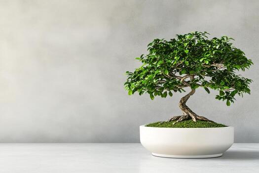 Stylish Bonsai Tree in Modern Pot on Minimalist Table Against Textured Wall photo