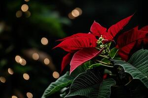 Bright Red Poinsettia With Soft Bokeh Lights Creating a Festive Atmosphere During Holiday Season. photo